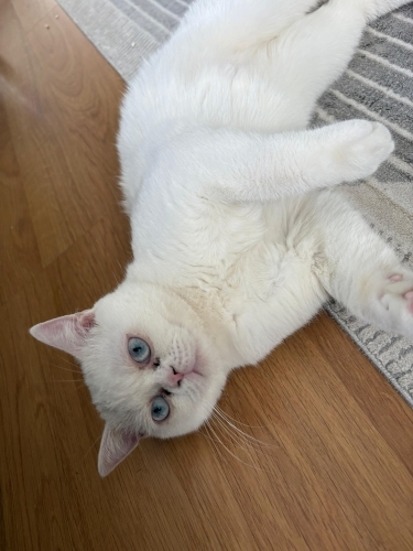 Sokakta bulduğumuz güzel kıza yuva arıyoruz fotoğraf