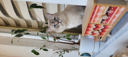 Mavi yeni yuvasını arıyor fotoğraf