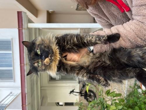 Maine coon kedi fotoğraf