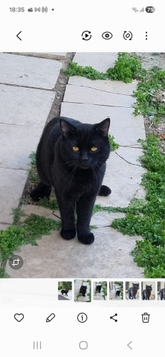 Sevilmeyi cok seven, köşe yastığı bir minnos fotoğraf