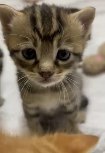 Dişi tekir bebek fotoğraf