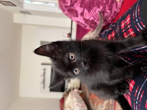 Minik zeytine yuva arıyoruz fotoğraf