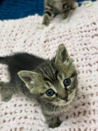 Annesiz bebek kızımıza yuva fotoğraf