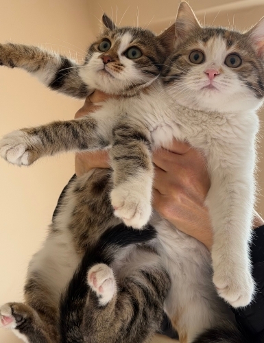 Lokum kardeşler fotoğraf