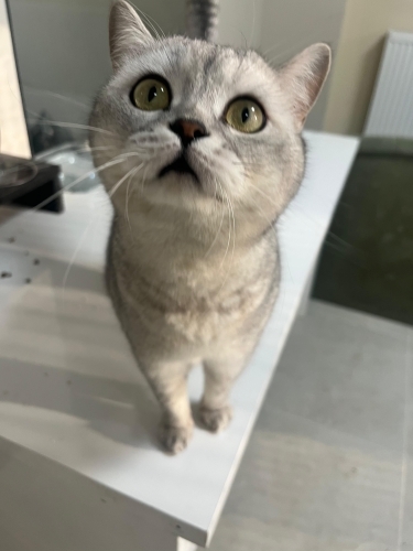 Eskişehir cins kedi sahiplendirme fotoğraf