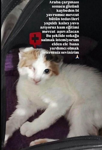 Kaza sonucu gözünü kaybetti fotoğraf