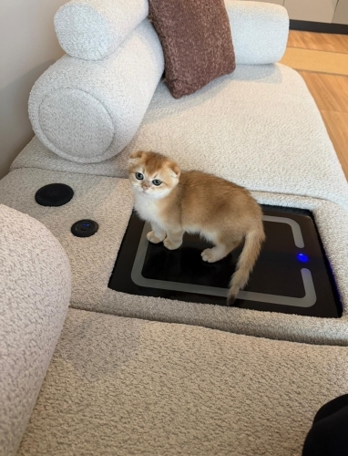 4 aylık erkek ücretsiz sahiplendirme fotoğraf