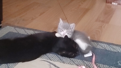 zeytin ve yavruları yuva ariyor fotoğraf