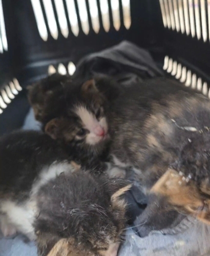 Yeni doğmuş yavru kediler fotoğraf