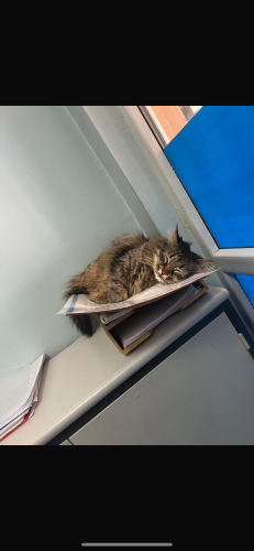 Ankara Acil Yuva fotoğraf