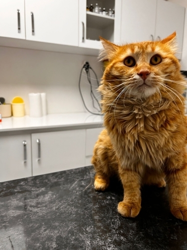 VETERİNERDE SON GÜNLER.... fotoğraf