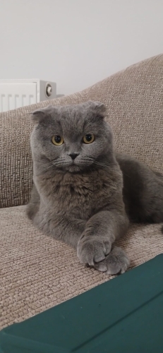 Sakin, uyumlu, dunya güzeli bir kız çocuğu fotoğraf