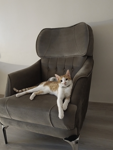 tatli kedimiz yuva ariyor fotoğraf