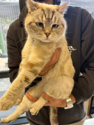 Safkan Golden British 8 Aylık Dişi fotoğraf