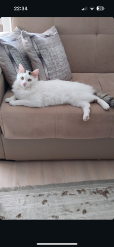 BULUT GİBİ YUMUŞAK TÜYLERİ VAR fotoğraf