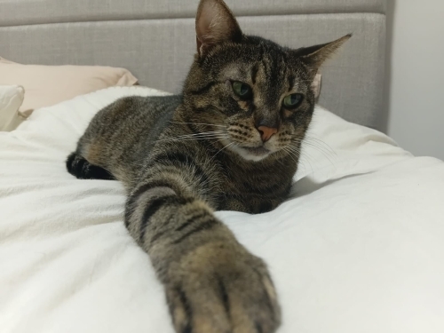 Çok güzel hanımefendi kısır fotoğraf