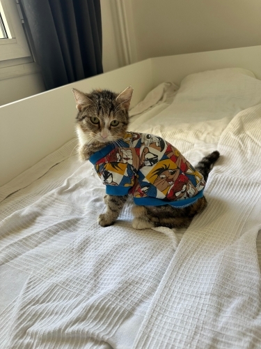 İZMİR ZELİŞ KIZIMIZA ÖMÜRLÜK YUVASINI ARIYORUZ fotoğraf