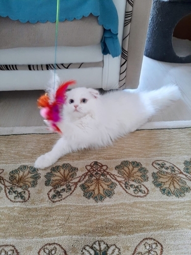 Bembeyaz bir pamuk erkek ömürlük yuvasını ariyor fotoğraf