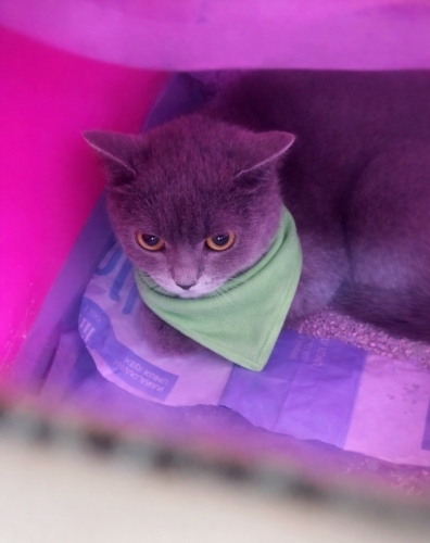 Dişi 1 yaş uysal akıllı sevgiye aç fotoğraf