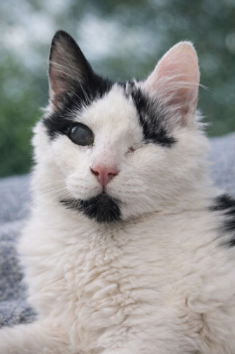 Panda yuvasını arıyor fotoğraf