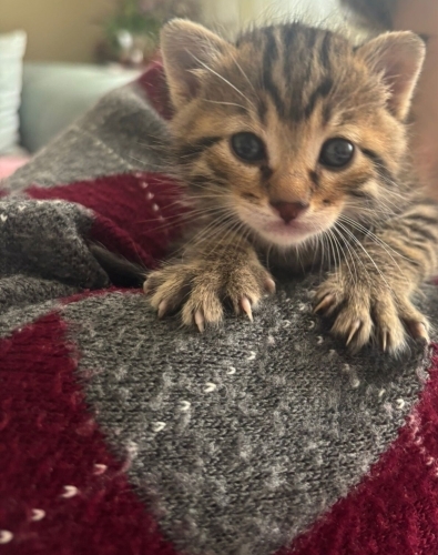 🐾 Minik Bir Kalp Hırsızı Yuva Arıyor fotoğraf