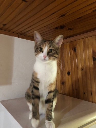 Hedon için ömürlük yuva arıyoruz, kedinin masrafları vs karşılanacaktır fotoğraf