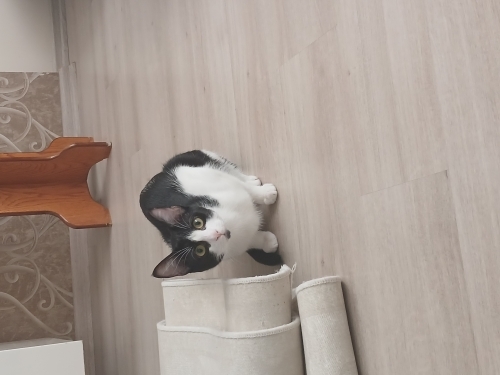 Tekir kedi sıcak kanlı fotoğraf