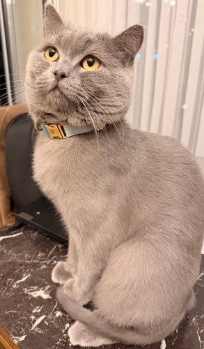 Kedimize Yuva arıyoruz kısır british fotoğraf