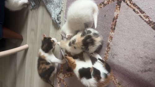 İstanbul içi kedi sahiblendirecem fotoğraf