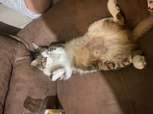 Ev kedisi yuva arıyoruz fotoğraf