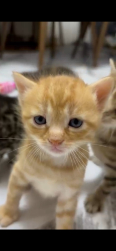 sarman kedi 1 aylık erkek fotoğraf