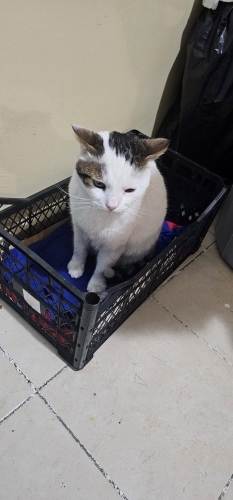 Melez ırk, evcil, farklı renk gözlü (heterektomi) ked fotoğraf