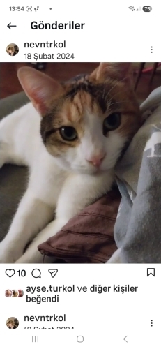 Hisleri çok güçlü utangaç bir hanımefendi fotoğraf