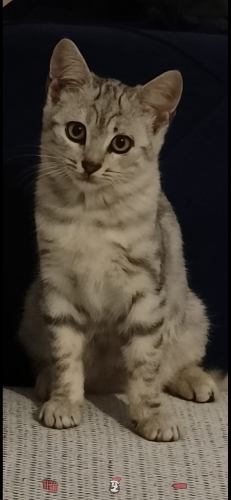 Sokaktan kurtarıldı uyumlu yakışıklı kırma kuzeyimiz fotoğraf