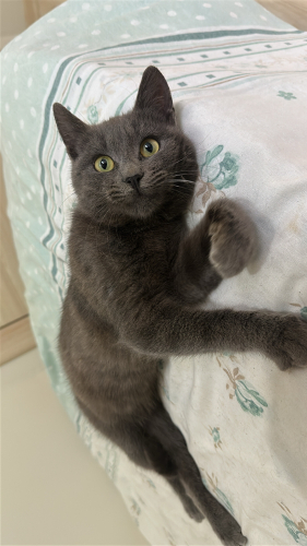 Gri sevgi delisi bi bebek fotoğraf