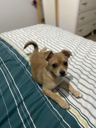 Acil yuva aranıyor 2 aylık dişi fotoğraf