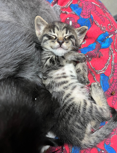 Dünya Tatlısı Çıtır 1 Aylık Dişi Bebek Yuvasını Arıyor fotoğraf