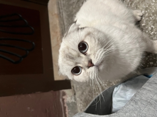 Pamuk Ev Arıyor fotoğraf