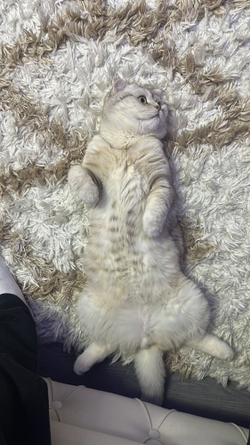 ACİL ANKARA YUVA fotoğraf