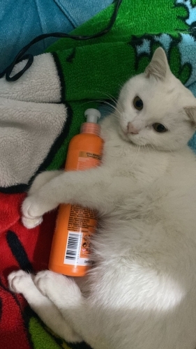 Sakın oyuncu kızım Mişa fotoğraf