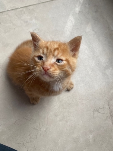 1.5 aylık minik sarmana yuva arıyoruz fotoğraf