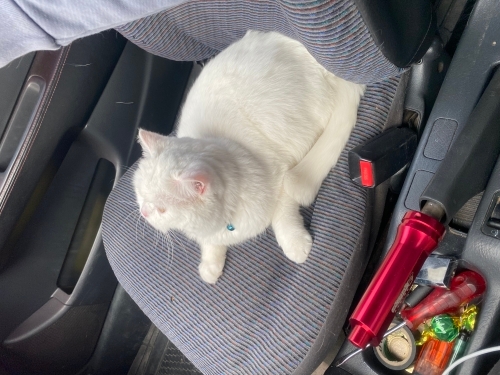 Sevecen oyun sever sakin fotoğraf