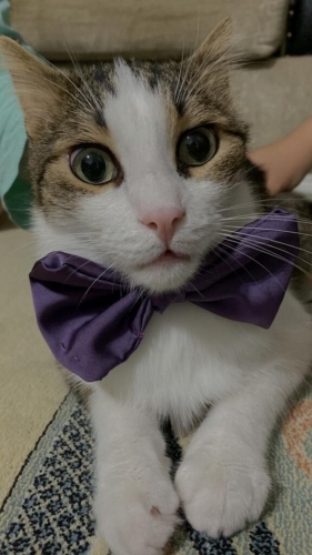 🐾 Sevgi Dolu Yuvasını Arayan Tekir Kedimiz 🐾 fotoğraf