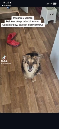 BORDER COLLİE MELEZİ ‼️KISIR‼️ÇİPLİ ‼️ fotoğraf