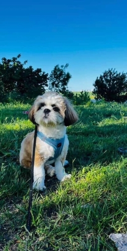 Oğlumuz çiço yeni yuvasını arıyor fotoğraf