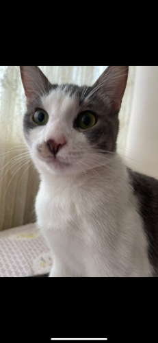 Bir kalp Bir yuva arıyor.. fotoğraf