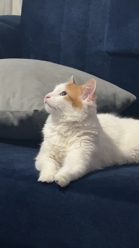 Sevimli kedimize acil yuva arıyoruz fotoğraf