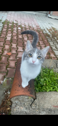 Acil ankara çankaya da yavru kedi fotoğraf