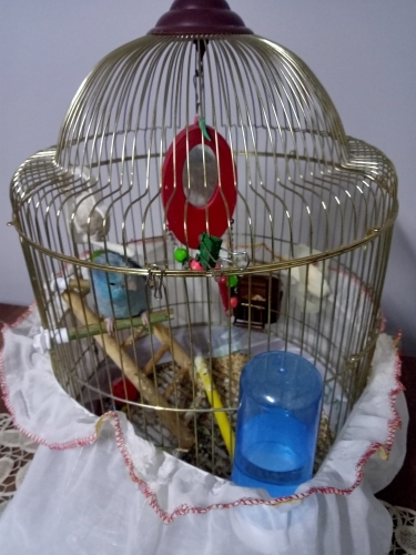 Forpus papağanı fotoğraf