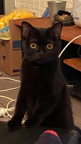 BEN LOKUM BANA YUVA OLUR MUSUN fotoğraf